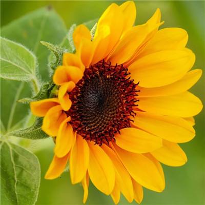 男子用微波炉加热鸡蛋 咬下瞬间爆炸